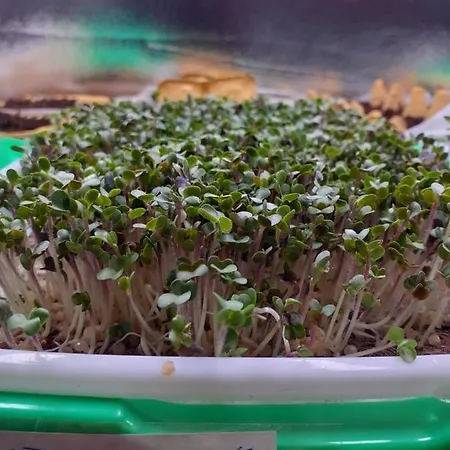 Akropolis, Eco Breakfasts From Farm 3* 마리안스케 라즈네